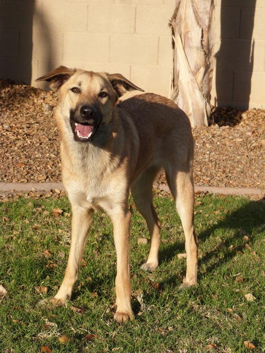 chinook dog